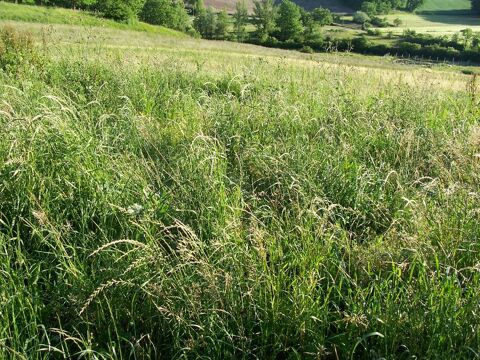 balle  ronde  foin  naturels 10 11500 Quillan