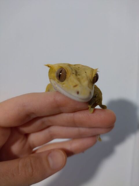 Gecko à crête femelle dalmatien 120 49000 Angers