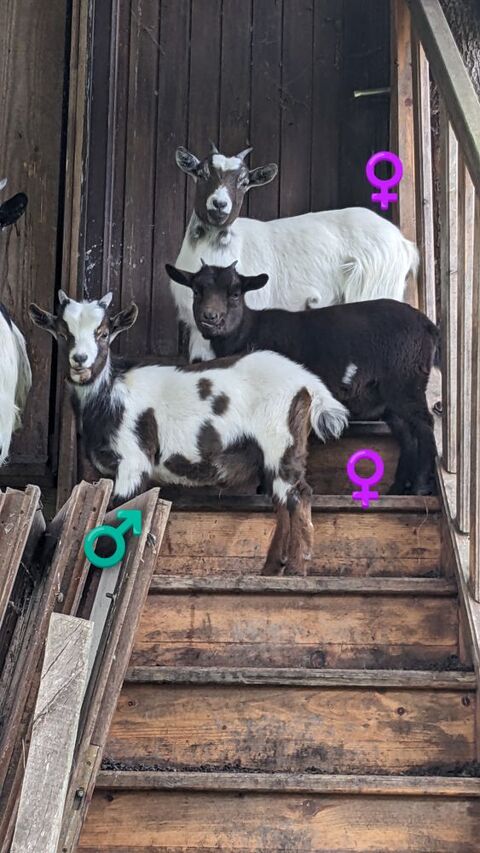 Chèvres  60 86580 Biard