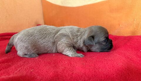 chiot hava tzu non LOF 1200 61230 Cisai-saint-aubin