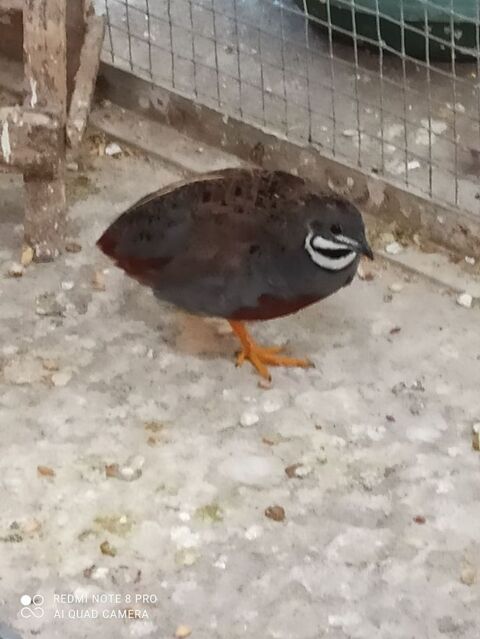 caille oiseaux 15 79200 Parthenay