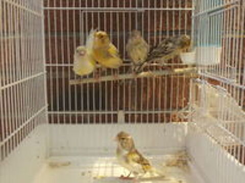   canaris 