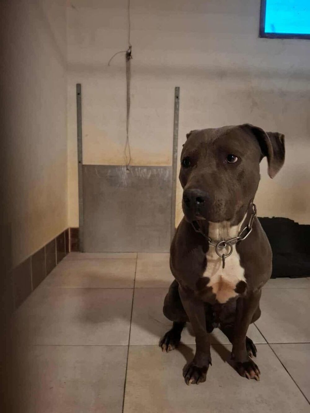   Chien KIFF à l adoption 