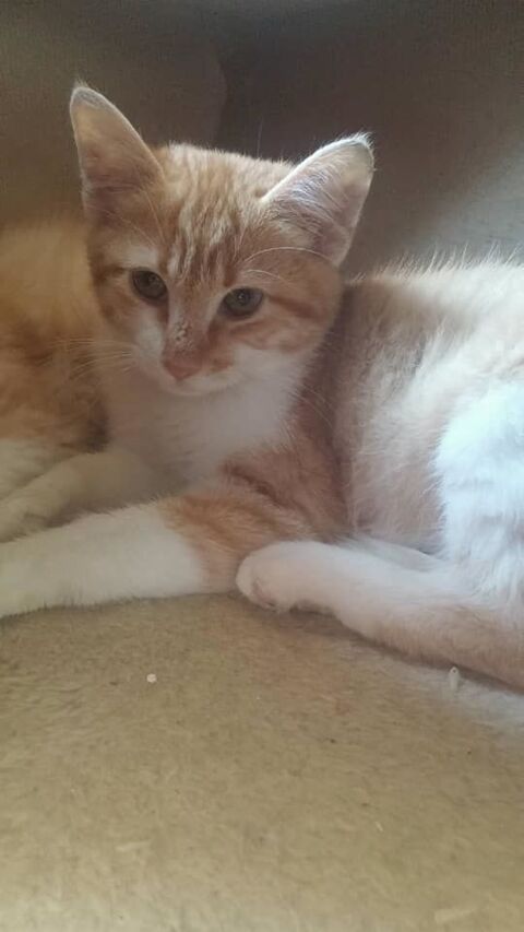 journe adoption chats chatons samedi 20/10 77270 Villeparisis
