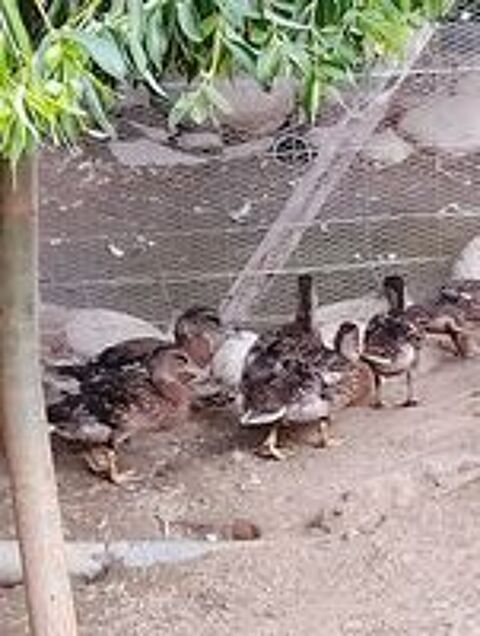   Canard colvert
