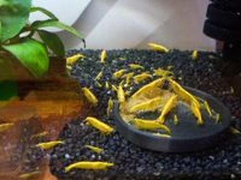  Crevettes yellows neon neocaridina 