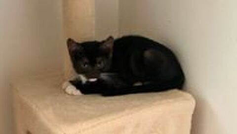   Chat MARTINI à l adoption 