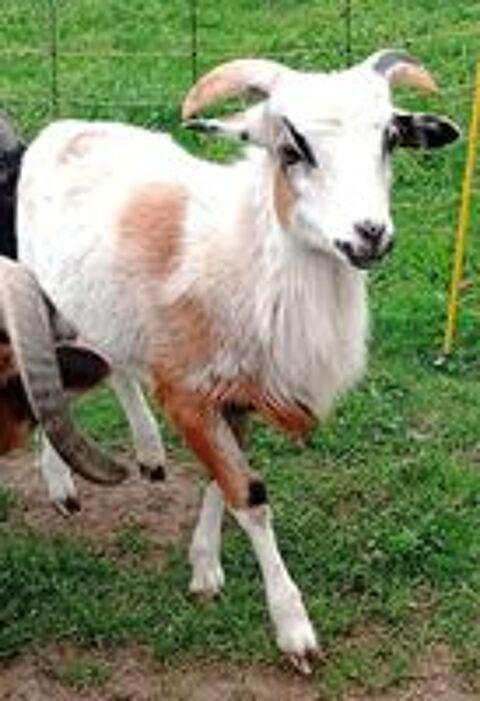   mouton 