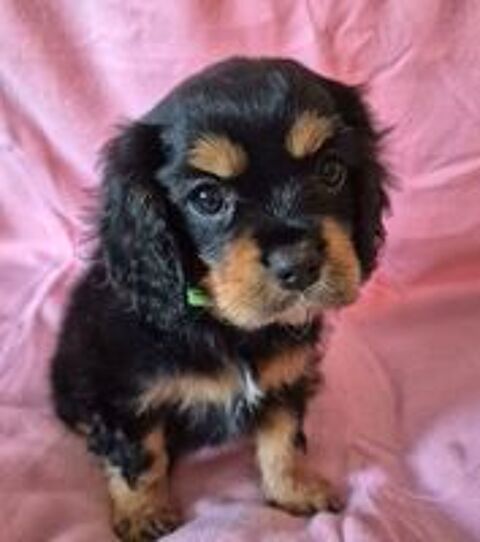   Chiots Cavalier king charles  
