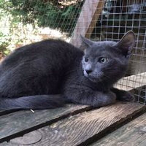   Grison - chaton mignon  