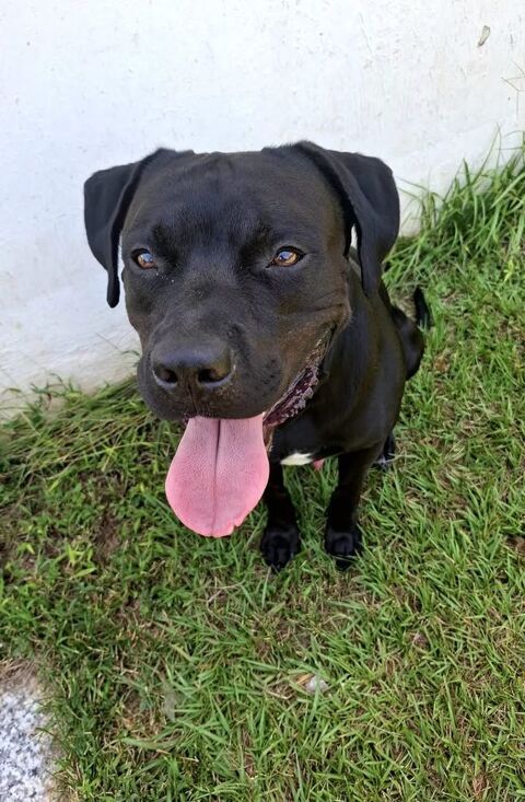 Tito, mâle croisé berger, né le 10/02/2022 &#128054; 380 37000 Tours