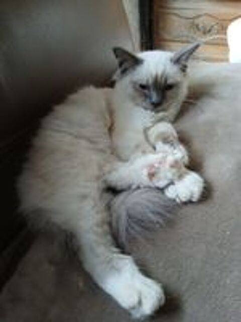   chaton sacré de birmanie 950e mâle Loof 