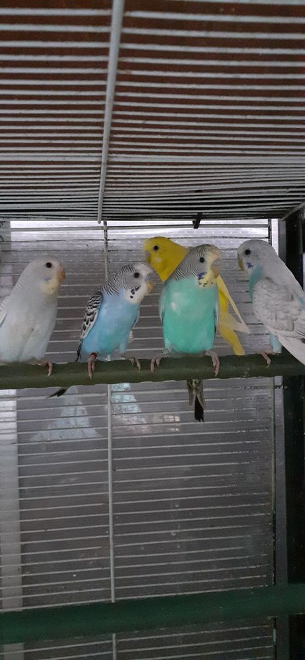   OISEAUX DE CAGES ET DE VOLIÈRES  