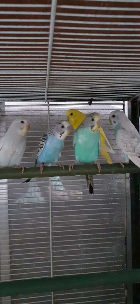 OISEAUX DE CAGES ET DE VOLI&Egrave;RES 12 22400 Lamballe