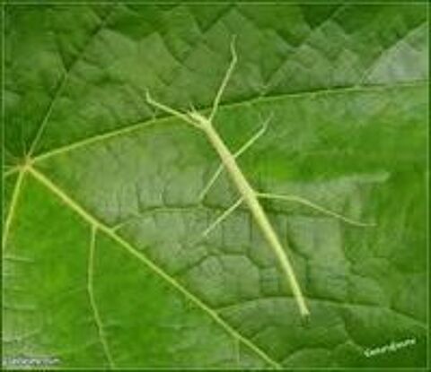  Phasmes g�ants des cara�bes (Diapherodes gigantea) 