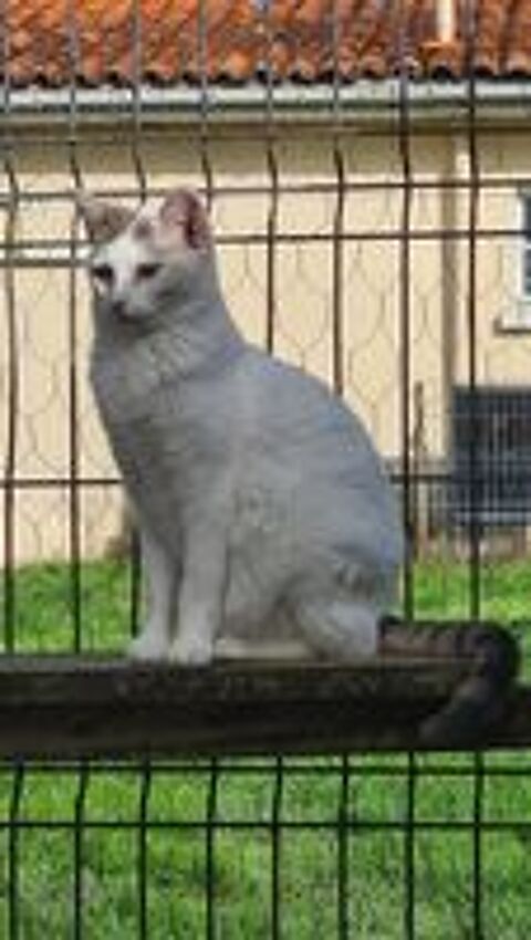   TESS femelle blanche et tigr�e 4 ans 