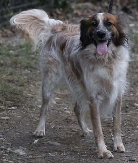 Mowgli 130 26700 Pierrelatte