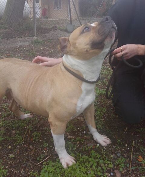 ALLUMETTE, crois&eacute;e bouledogue fran&ccedil;ais 5 ans 220 34500 B�ziers