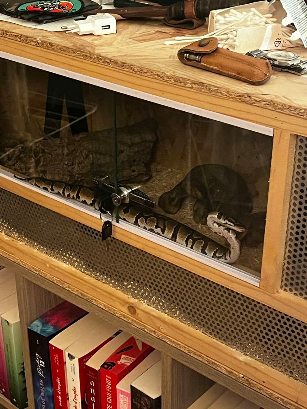 Python Regius 