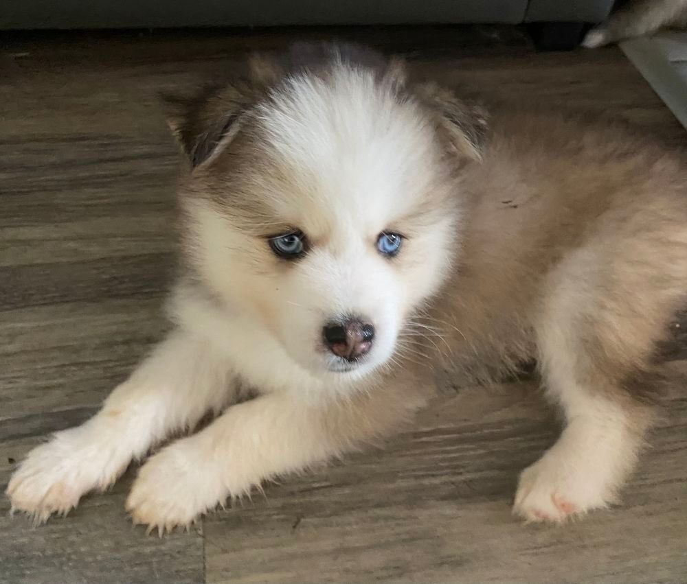   Chiots Pomsky F4 a réserver, 2 femelles et 3 mâles  