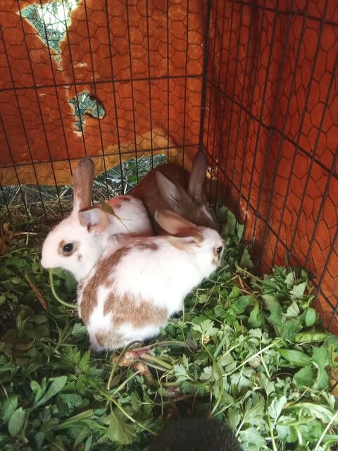 Lapin 60850 Le coudray-saint-germer