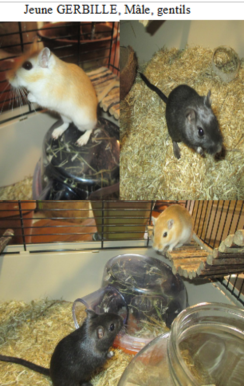 2 jeunes Gerbilles &agrave; adopter ensemble 8 18200 Saint-amand-montrond