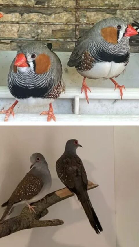 Mandarin et colombe diamant 8 85470 Bretignolles-sur-mer