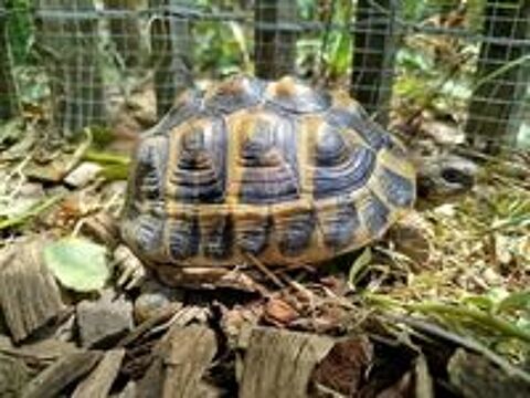   Tortues terrestres  