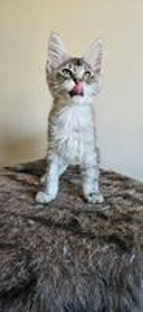   sublime Chaton maine coon loof  