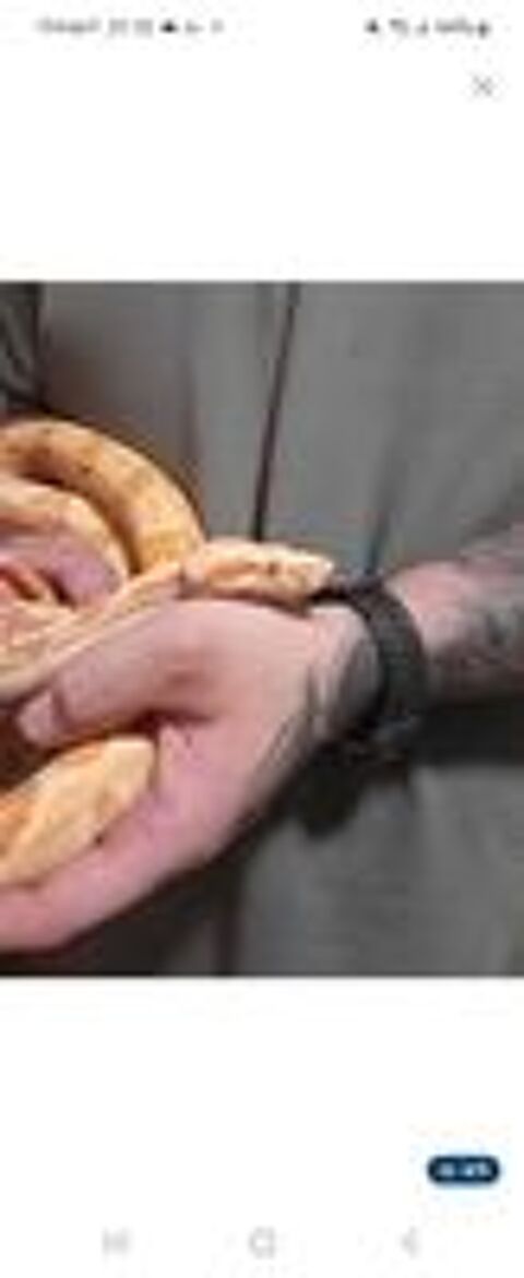   4 pythons et de 1 boa ( expérimenté ) 