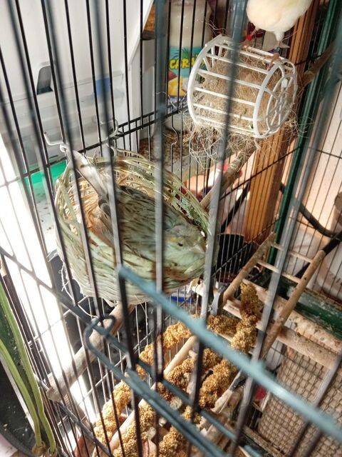 grande voli�re avec trois Canaries. 50 N�mes (30)