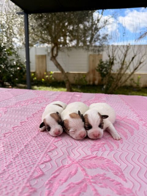 Chiots Jack Russel 800 40230 Saint-vincent-de-tyrosse