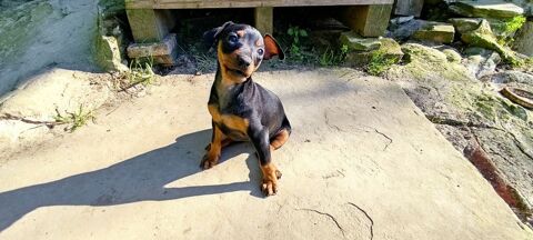 Chiots Pinscher Nain femelles 700 26350 Montchenu