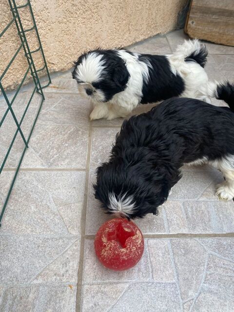 adorable b&eacute;b&eacute; shih tzu 950 83200 Toulon