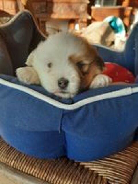   Coton de tulear 