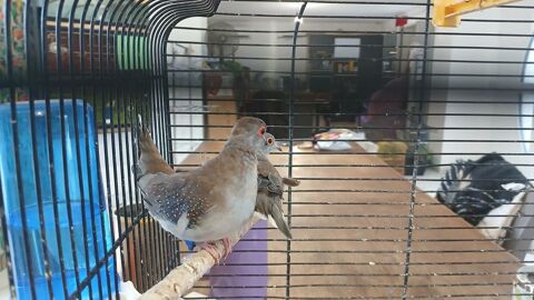 Couple de colombe diamant 25 44521 Oudon