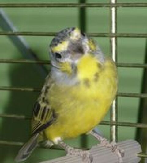   Femelle serin du Mozambique  
