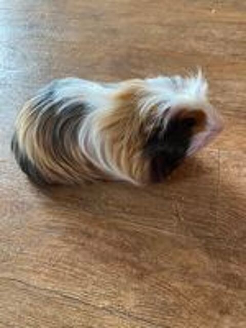   Femelle cochon d'inde 