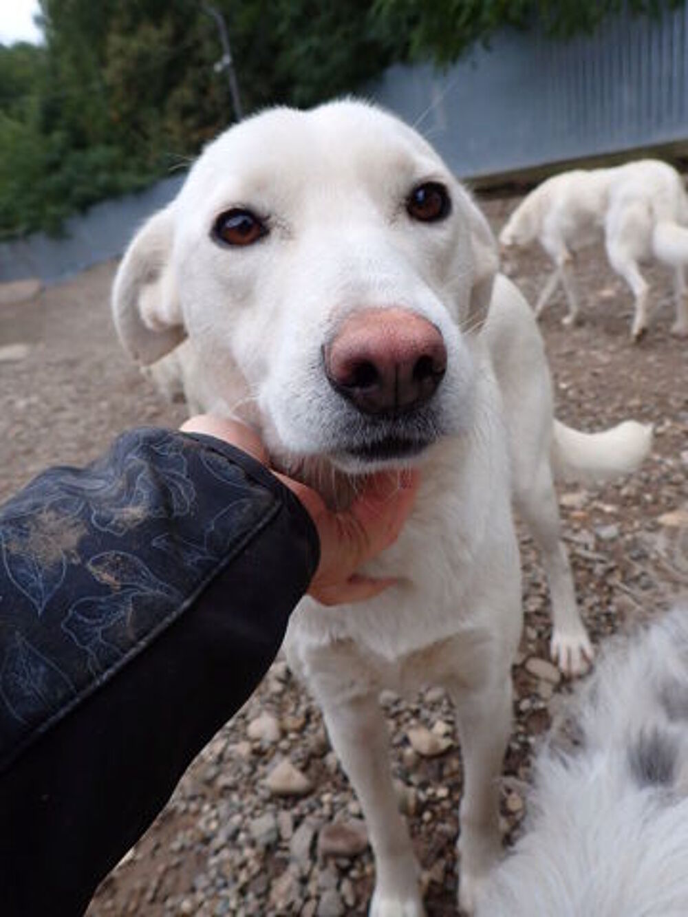   Wikie à l'adoption 