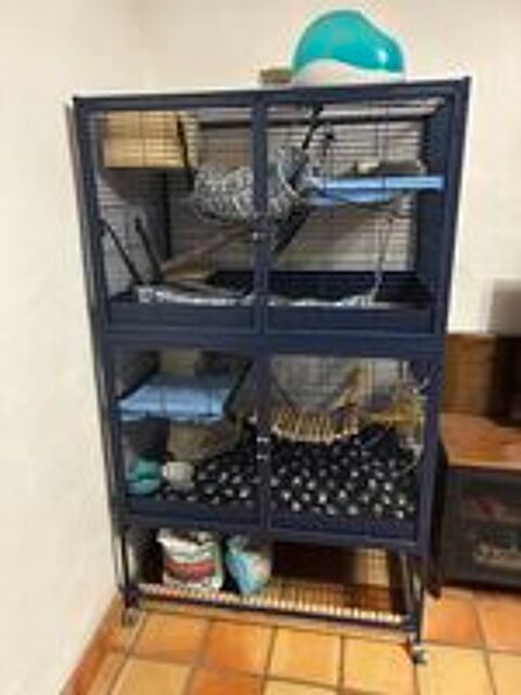   2 chinchilla + cage + accessoire 