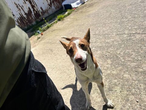 CHICHA 320 27620 Gasny