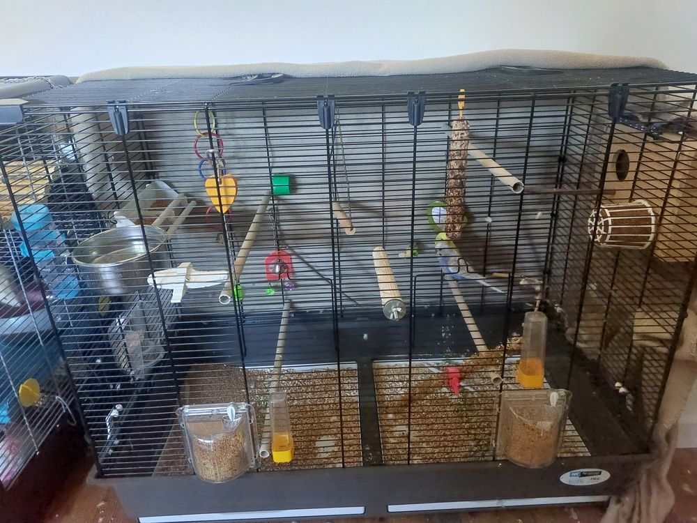   Oiseaux + cage 