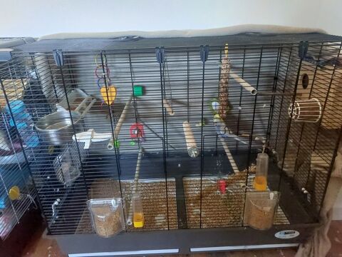 Oiseaux + cage 120 31600 Muret