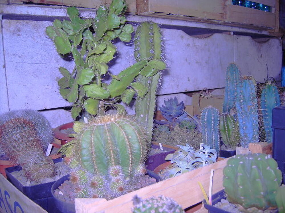 plantes Jardin
