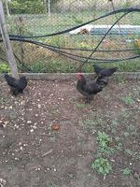   Coq nain et poules naines 