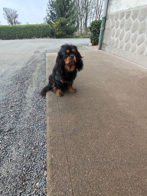Femelles Cavalier King Charles . 600 87320 Darnac