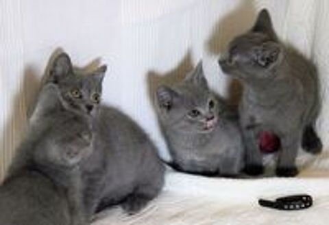   Adorables chatons CHARTREUX Loof, DISPONIBLE 