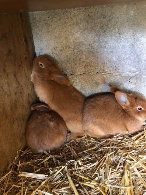 lapin pur race fauve de bourgogne 20 83136 La roquebrussanne