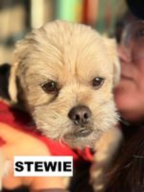   STEWIE SE TROUVE DANS UN REFUGE EN CHINE 