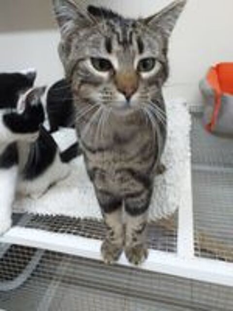   ADOPTION AMBRE 